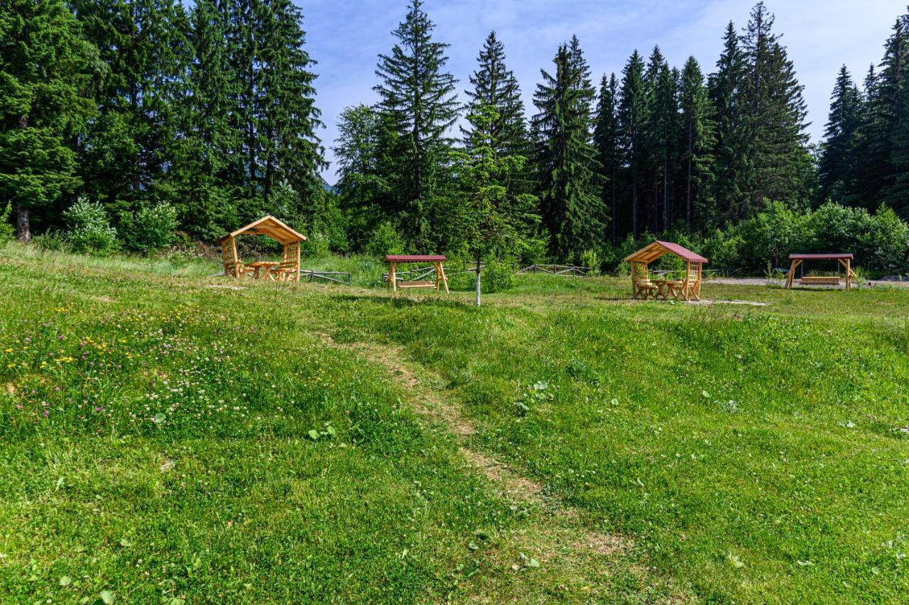 Forest Corner In Silver Mountain Of Poiana Braşov Dış mekan fotoğraf